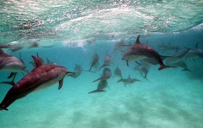 greatbarrierreefdolphins