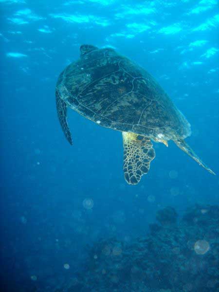 greatbarrierreefturtle