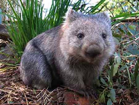 wombat